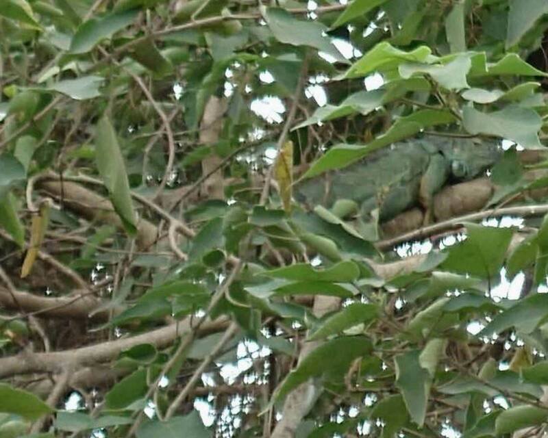 哥吉拉現身！林間抬頭忽見1米2「巨獸」爬樹