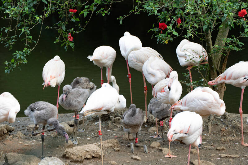 台北動物園一口氣迎6隻大紅鶴寶寶 盡情探索萌樣曝