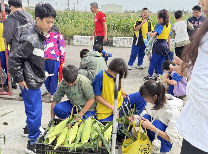 台南學甲公益採甜玉米 多元食農體驗學問大