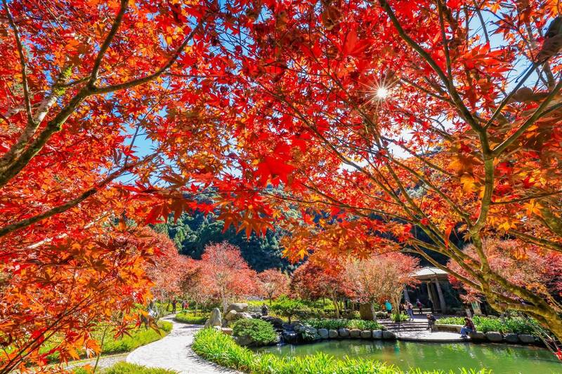 杉林溪楓紅「大爆發」!紫葉槭鮮紅極盛 水杉金黃接力