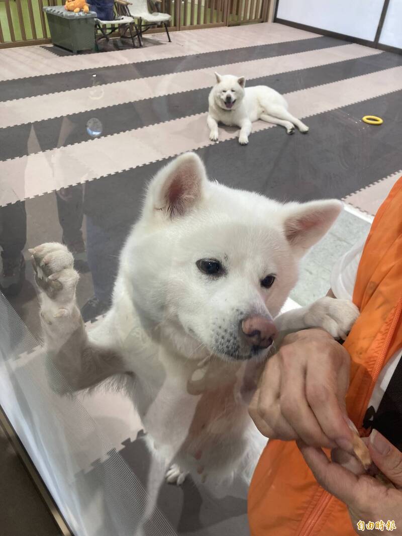 台日友好力推觀光交流 秋田舞妓、生剝鬼台北華山劇場亮相