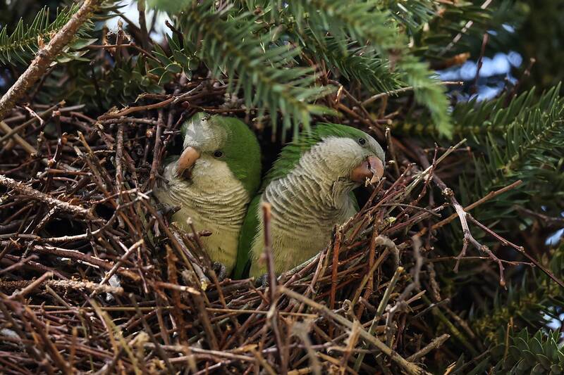 男激凸一大包過海關 掰大GG被掏出「2隻瀕危鸚鵡」慘了