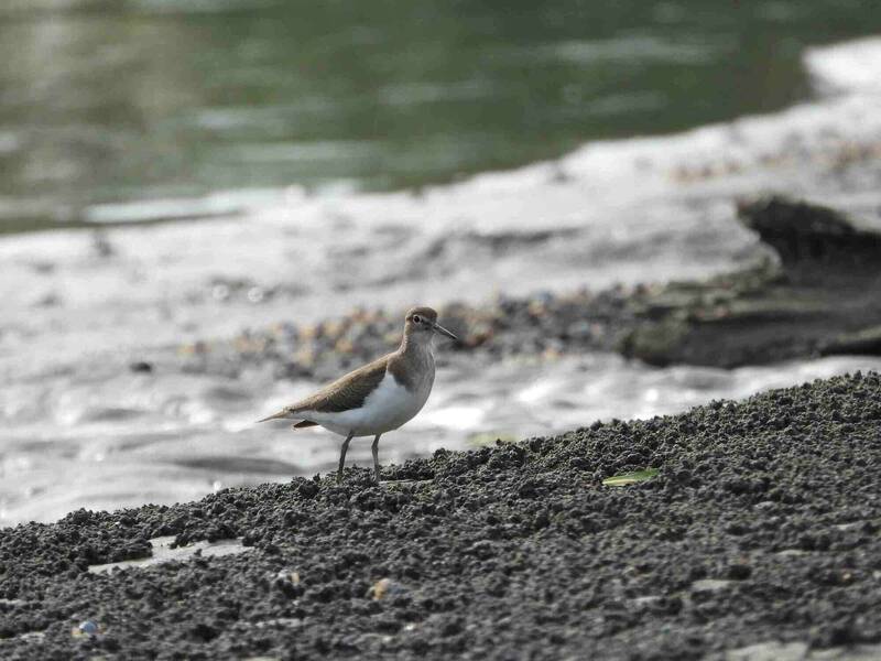 冬候鳥報到!挖子尾濕地最美季節登場 新北推免費生態導覽