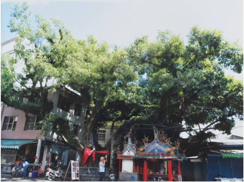 花蓮富里百年老樹「倒栽榕」枯死 村民不捨送別