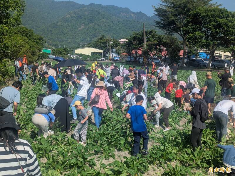 把握週末難得好天氣 人潮擠爆美濃白玉蘿蔔節