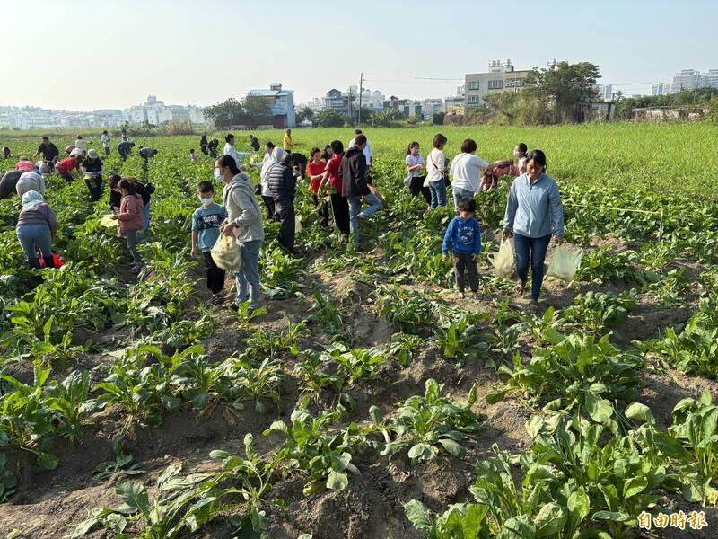 超人氣！永康拔蘿蔔體驗今年原規劃5場次  不料30分鐘全收光