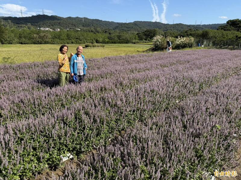 關西仙草花文化節浪漫登場 限量護照享優惠