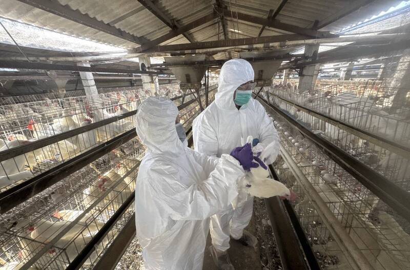 彰化檢測芬普尼專案首波結果出爐 15高風險蛋雞場全數過關