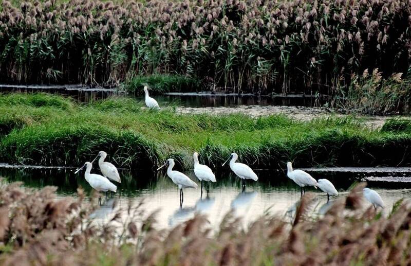 黑面琵鷺首度現身學甲德安寮 北門水晶教堂南側鹽田多達368隻