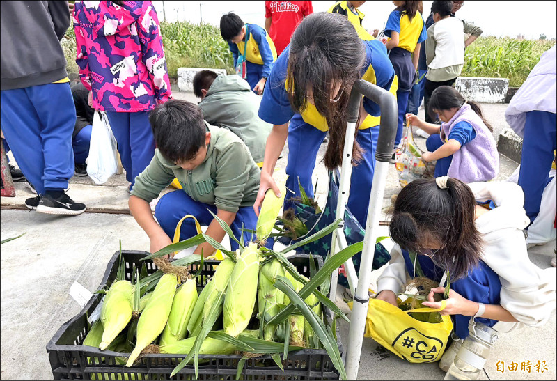 學甲甜玉米成熟 學子體驗食農教育
