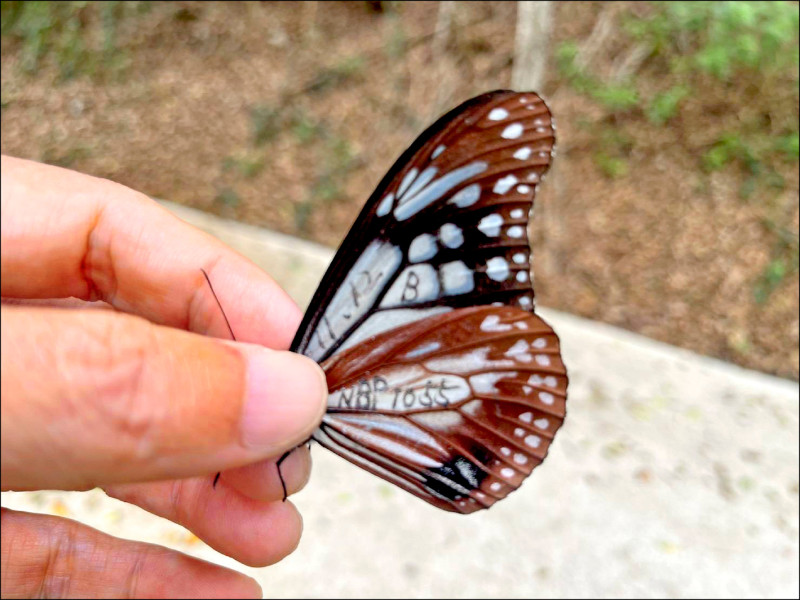 橫跨2千公里 青斑蝶日本飛抵澎湖