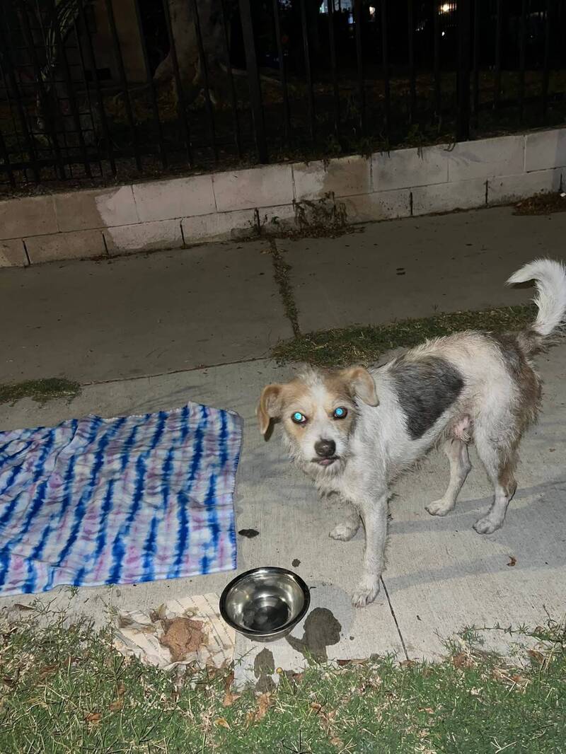 忠犬遭棄養苦守街角2個月等主人 獲救援迎新狗生