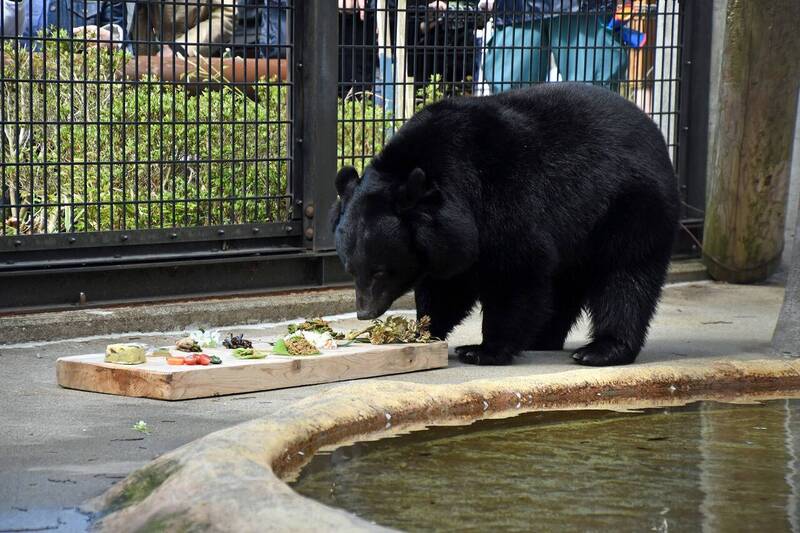 日本秋田動物園驚傳黑熊逃脫 緊急閉園疏散遊客