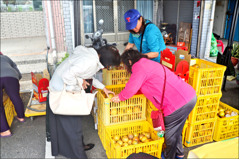 台東成功臍橙節 量少買氣旺搶光