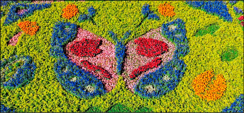 南投花卉嘉年華 埔里地景花毯繽紛