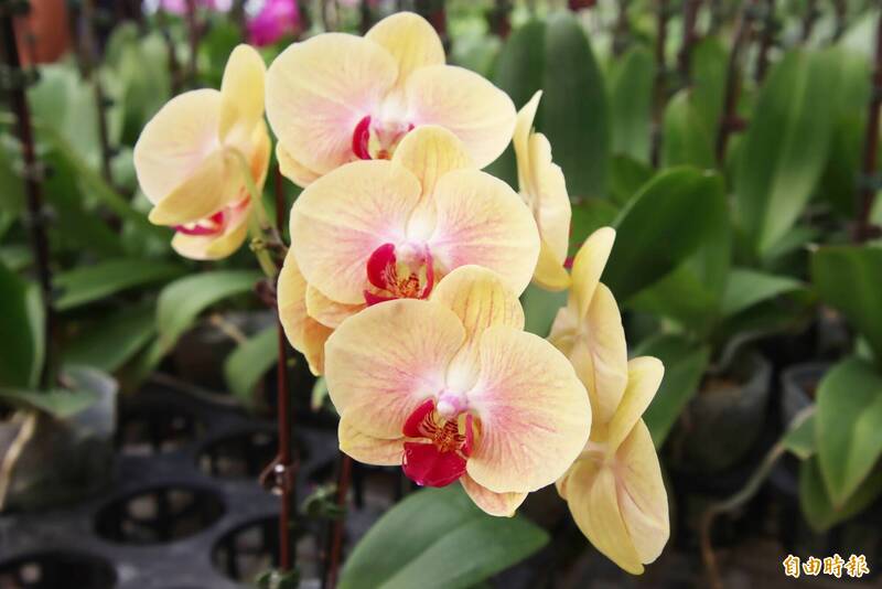 嘉縣青農培育獨家蝴蝶蘭 粉紅超跑、金色蘭花掀商機
