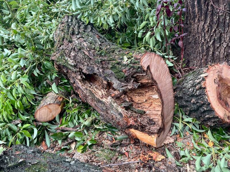 樟白介殼蟲入侵花蓮樟樹 市公所修剪防治