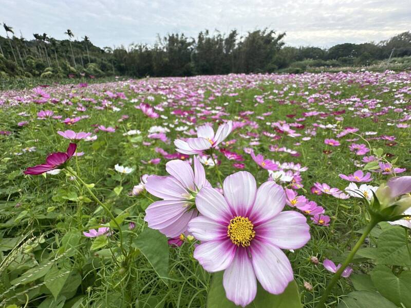 苗栗花田地圖公開！ 聯大、嘉盛里賞花路線在這裡