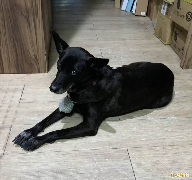 愛犬遭鄰居狗撕咬 飼主救援負傷、精神痛苦獲賠