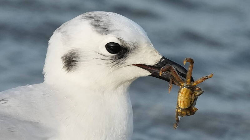 黑嘴鷗吃螃蟹遇頑強抵抗 與眾不同吃法鳥友笑「太笨」