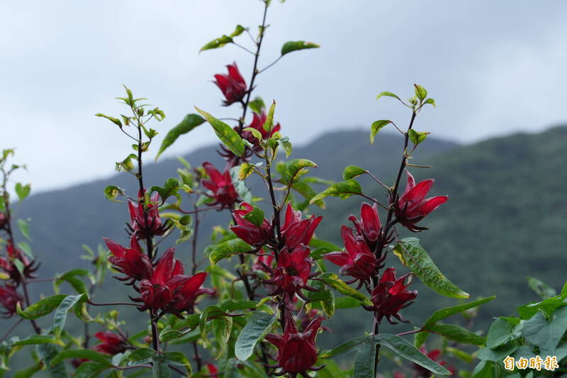 台東洛神花採收到尾季 量增價格回穩
