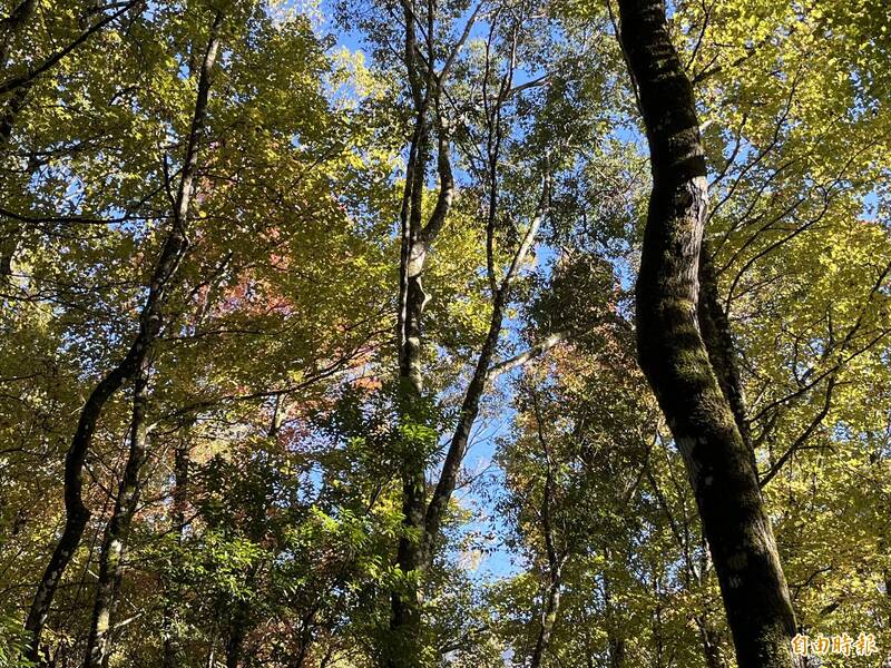 霞喀羅國家步道賞楓季將至 新竹分署試辦排遺帶下山服務