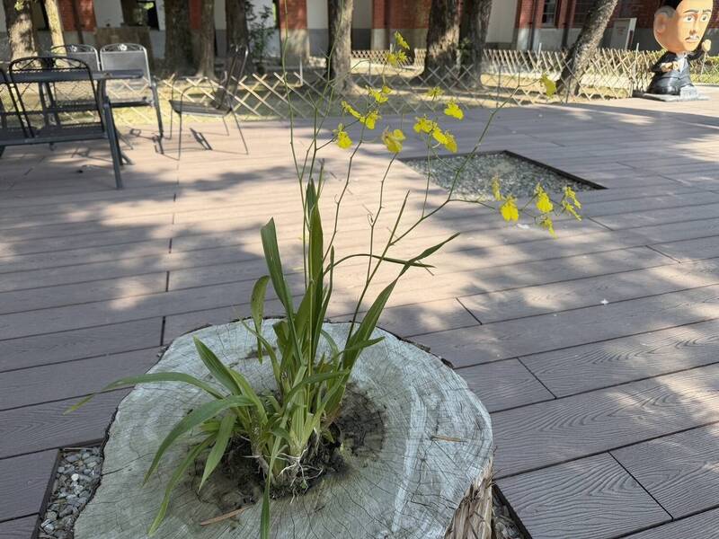 羅漢松殘軀成文心蘭盆栽 國定古蹟台南水道出現「木生花」奇景