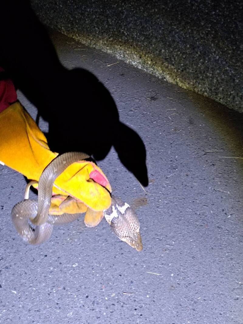 台南山海圳步道首見眼鏡蛇現身 和順工業區移工捕捉解危