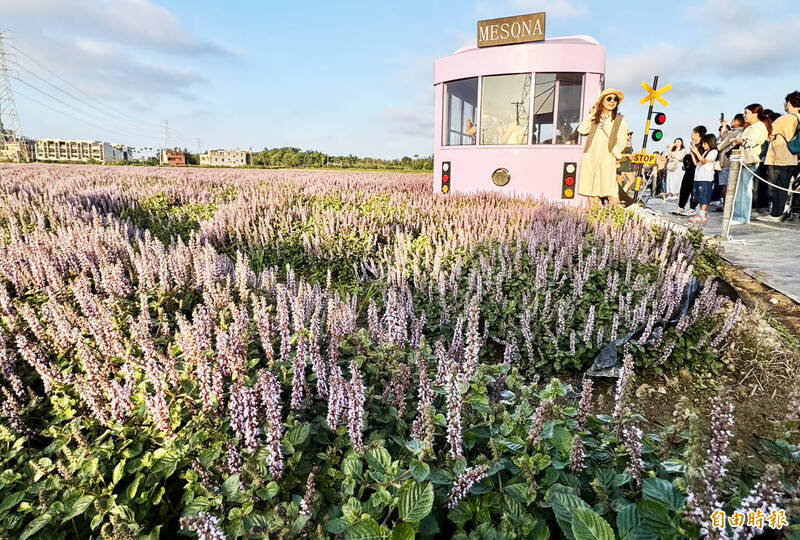 桃園仙草嘉年華浪漫紫爆+酷洛米 首週假日攬客逾60萬人次
