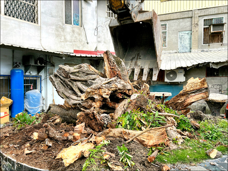 花蓮富里百年「倒栽榕 病死移除