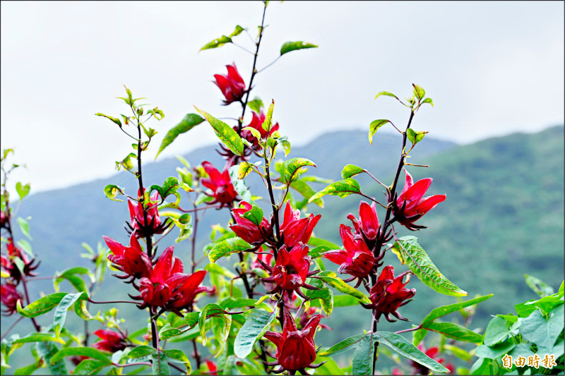 台東洛神花上週每公斤110元 今年最高價