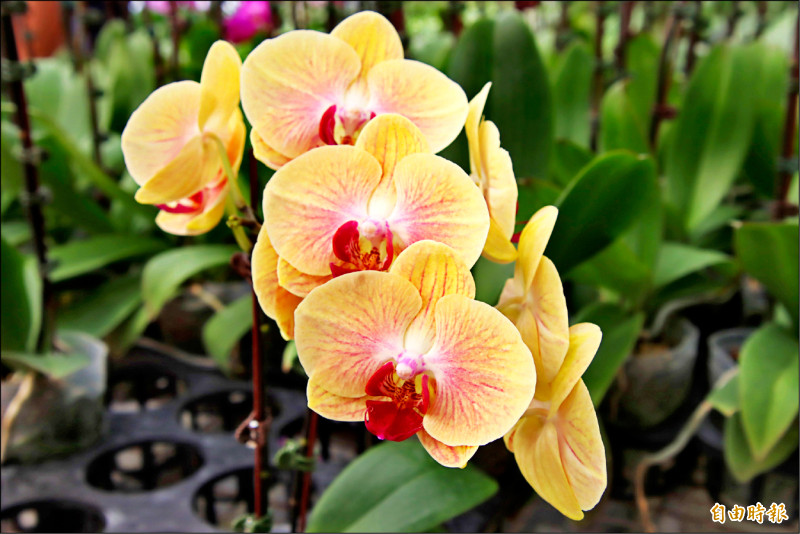 嘉縣青農培育獨家蝴蝶蘭 粉紅超跑、金色蘭花掀商機