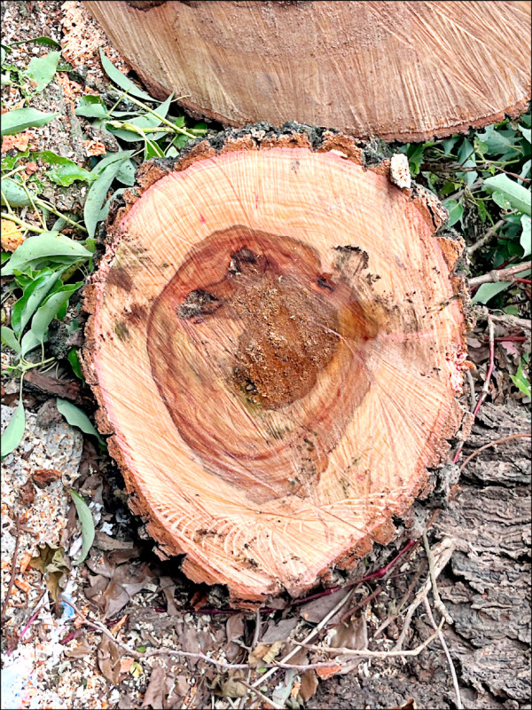 花蓮府前路樟樹染蟲害 修剪防治