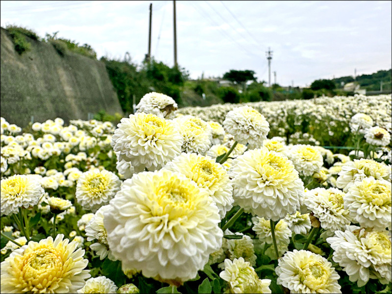 苗市賞花趣 4處花海綻放
