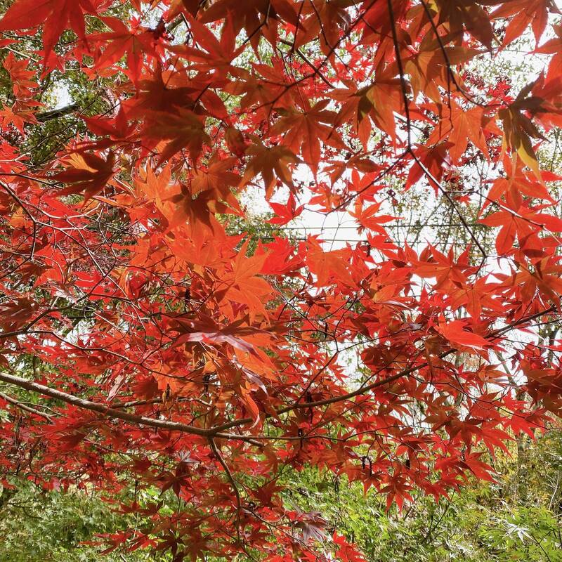 賞楓不必到日韓！台中優惠公車套票暢遊梨山美景