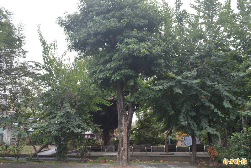 台中太平公園黑板樹開花惡臭惹民怨  住戶盼早日移除