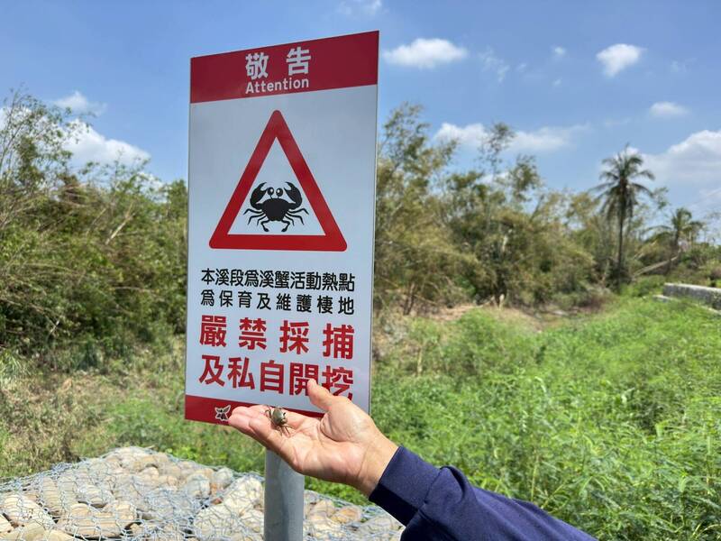 下茄苳排水改善發現台灣南海溪蟹 警示禁採捕