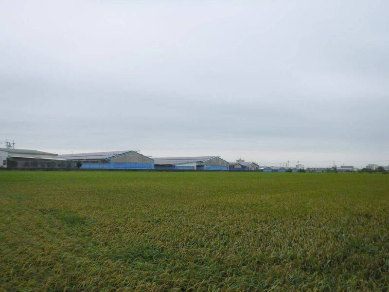 嘉義養豬場領飼料補助款違規廚餘餵豬 查封土地繳還79餘萬