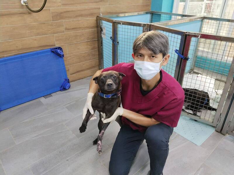 新北浪犬前左腳重創 動保處皮膚移植手術保住肢體