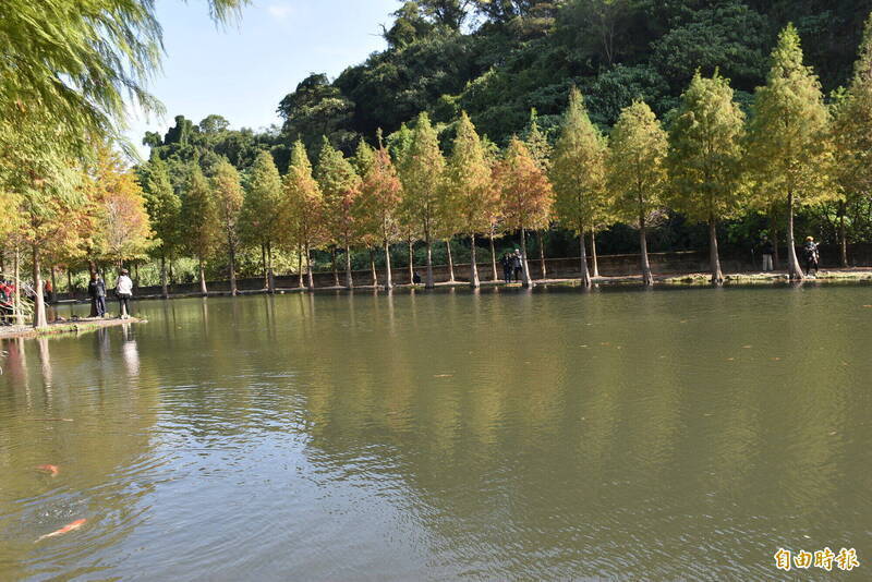 大溪月眉濕地落羽松季開跑 警啟動交通疏導