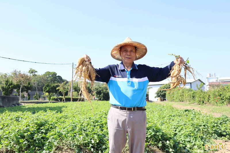 2025竹東黃金地瓜節本週末登場