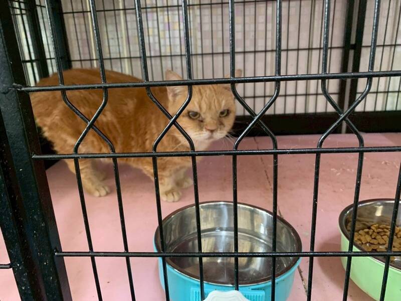 喵星人也受害！貓園遭詐法拍付不出眼疾費 41隻帶回收容所