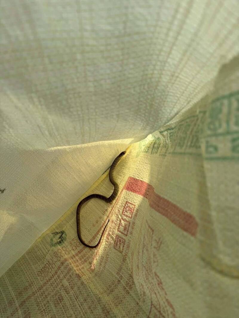 台南「蛇出沒」！ 眼睛蛇、南蛇接連現蹤引關注