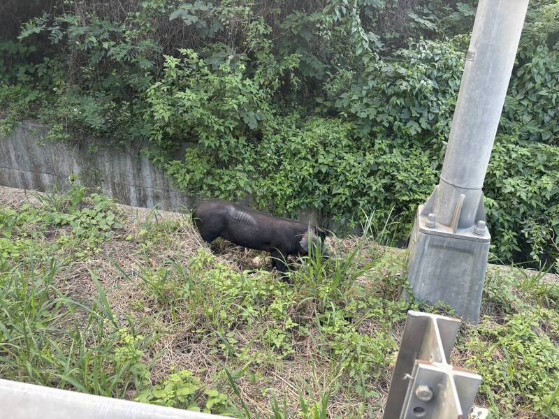 誰掉的？台64觀音山隧道黑豬狂奔 警調監視器要罰載豬車