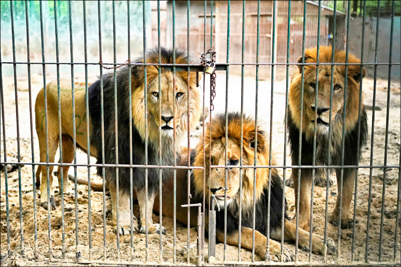 中英對照讀新聞》Years after Argentina shut a notorious zoo, the stranded animals are finally being rescued 阿根廷關閉1家惡名昭彰的動物園多年後，受困的動物終於獲救