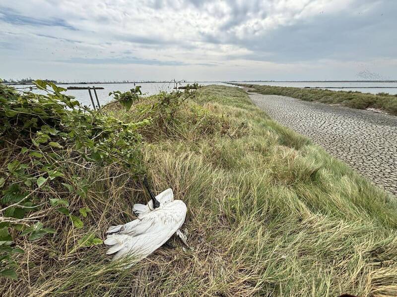 嘉縣布袋濕地傳有黑面琵鷺死亡 遺體送生多所處理