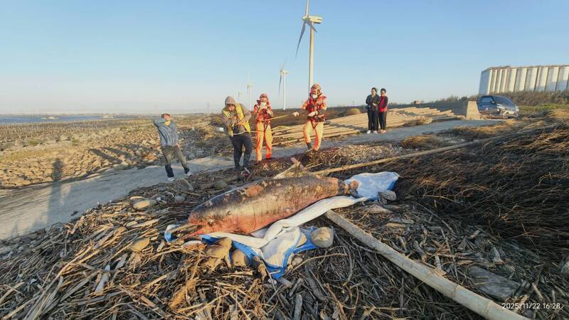 海保署監測團隊處理擱淺彰化伸港身亡白海豚。(彰化環盟提供) 海保署監測團隊處理擱淺彰化伸港身亡白海豚。(彰化環盟提供)
