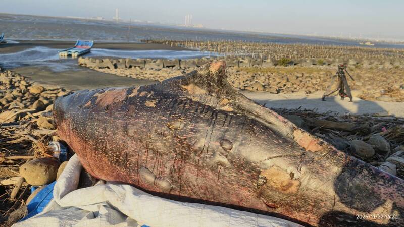 編號「OCA023」、名為「城垛」的公白海豚擱淺彰化伸港身亡。(彰化環盟提供) 編號「OCA023」、名為「城垛」的公白海豚擱淺彰化伸港身亡。(彰化環盟提供)