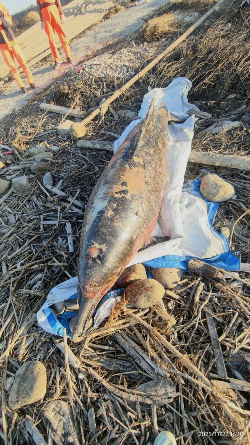 海保署交叉比對,擱淺死亡的海豚是編號「OCA023」、名為「城垛」的公白海豚。(彰化環盟提供) 海保署交叉比對,擱淺死亡的海豚是編號「OCA023」、名為「城垛」的公白海豚。(彰化環盟提供)