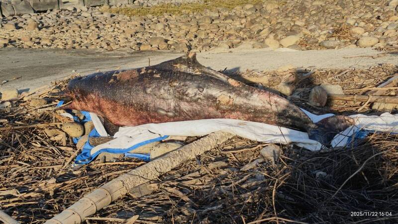 白海豚擱淺彰化伸港身亡。(彰化環盟提供) 白海豚擱淺彰化伸港身亡。(彰化環盟提供)